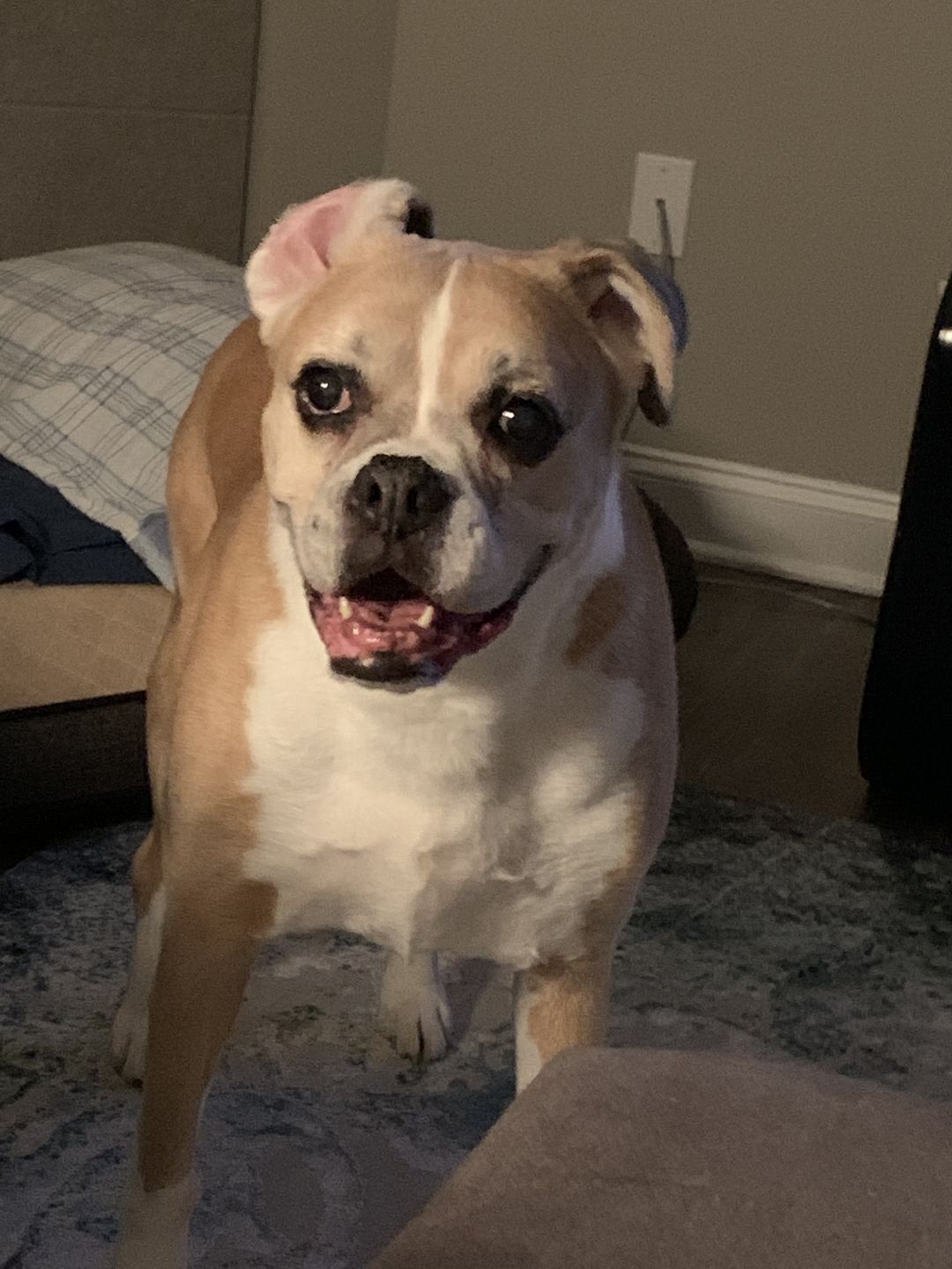 Customer photo review of Daily Support - Full Spectrum Hemp CBD Oil - For All Pets Over 20 Pounds