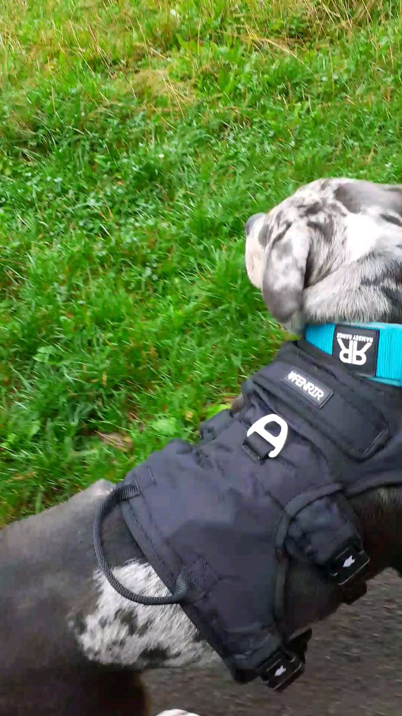 Customer photo review of 5cm RR Collar | Soft Padded & Reflective | Series 2 - Turquoise