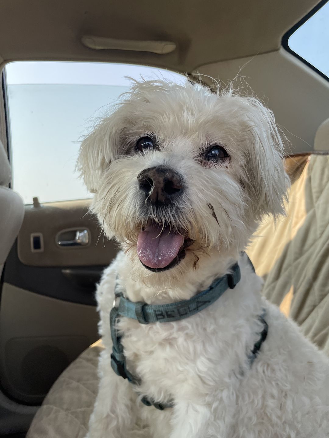 Customer photo review of Pet Health+™