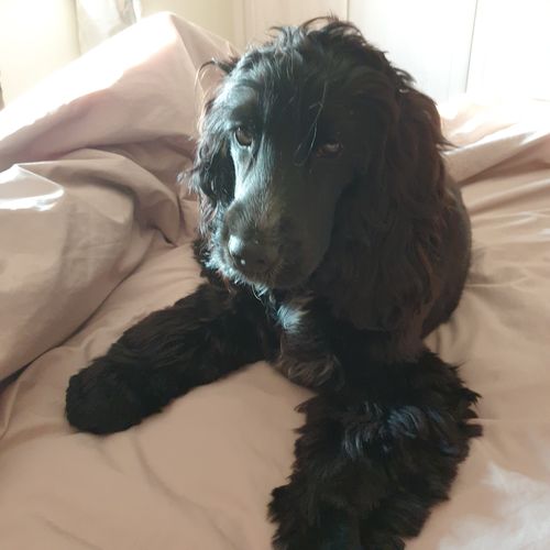 Customer photo review of Everest Dog Yak Chews