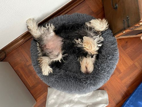 Customer photo review of Puppery Kuschelbett - Das Original