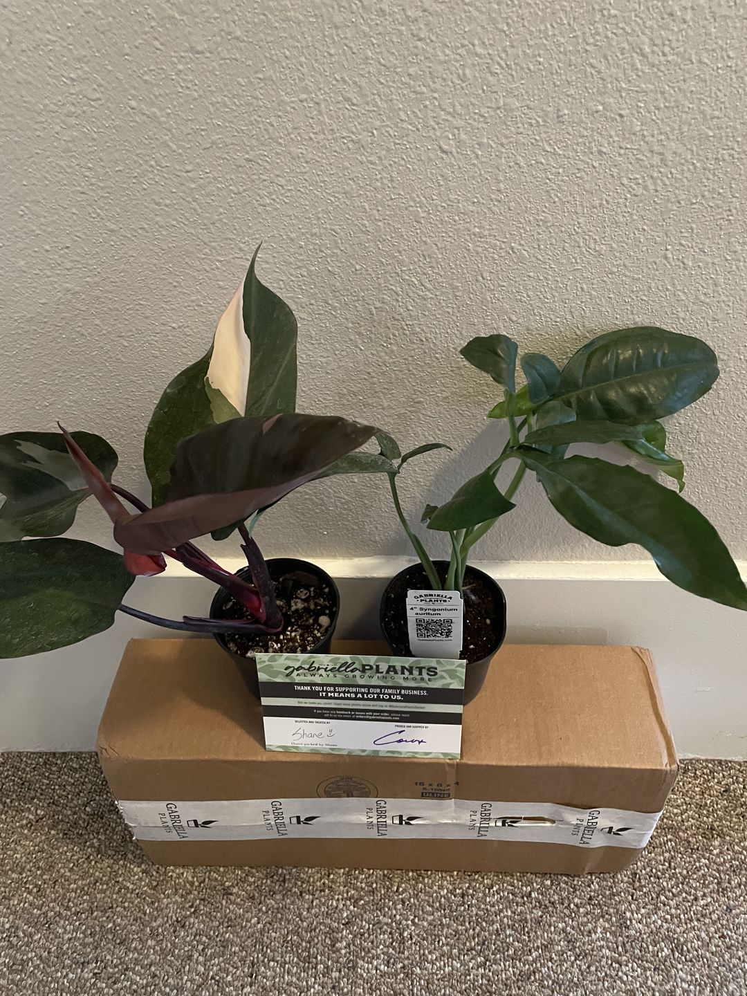 Customer photo review of 4" Syngonium auritum
