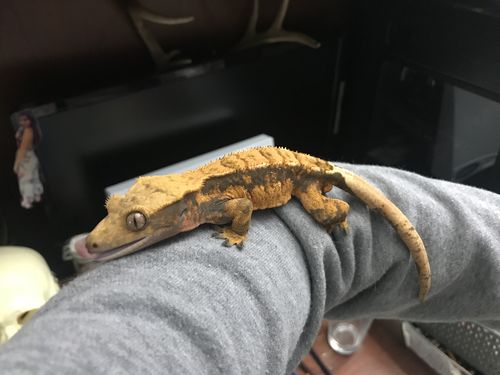 Customer photo review of GrubTerra Fresh Black Soldier Fly Larvae for Reptiles