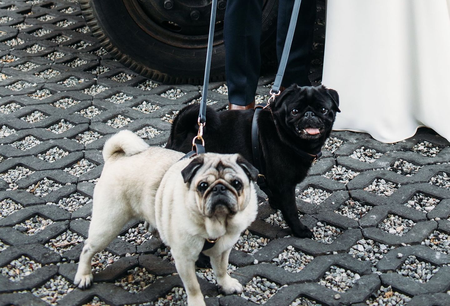 Customer photo review of HARNESS - Navy