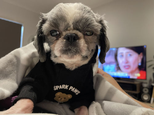 Customer photo review of Teddy Bear Dog Hoodie - Black