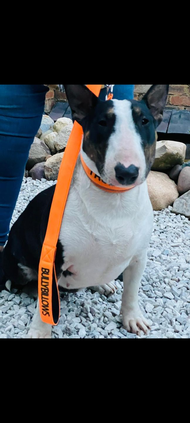 Customer photo review of 5cm RR Collar | Soft Padded & Reflective | Series 2 - Orange