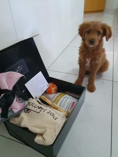 Customer photo review of Puppy Hamper - They call it Puppy love Hamper
