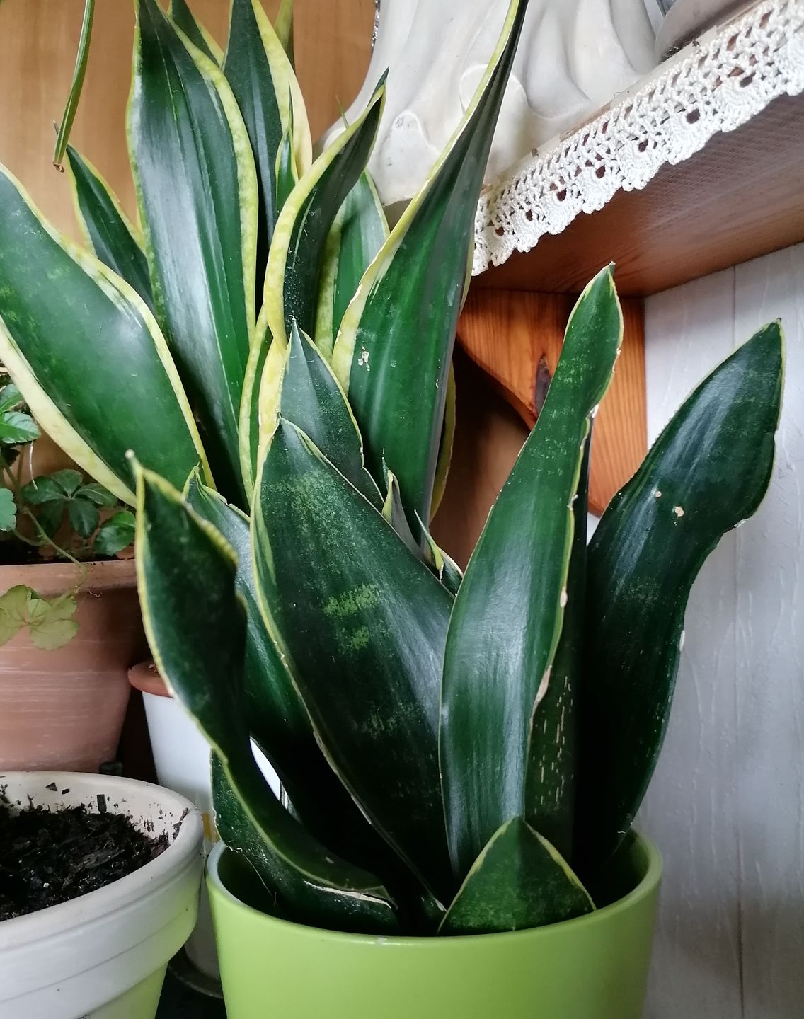 Customer photo review of SANSEVIERIA BLACK DIAMOND