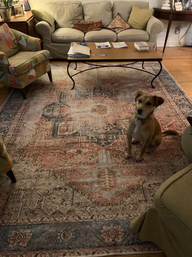 Customer photo review of Distressed Vintage Cezanne Terracotta Sky Area Rug
