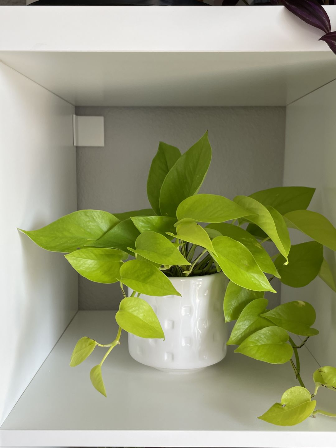 Customer photo review of 4" Pothos Neon