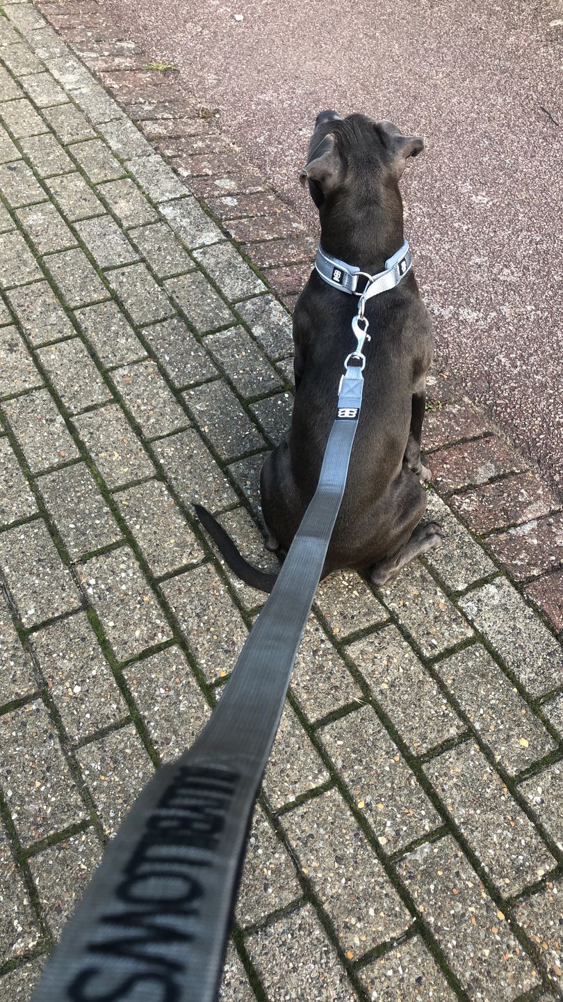 Customer photo review of Nylon Snap Hook Lead | Series 2 - Metal Grey