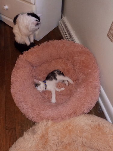 Customer photo review of Comfy Pet Bed Calming High Stretch Soft Faux Fur for Dogs Cats