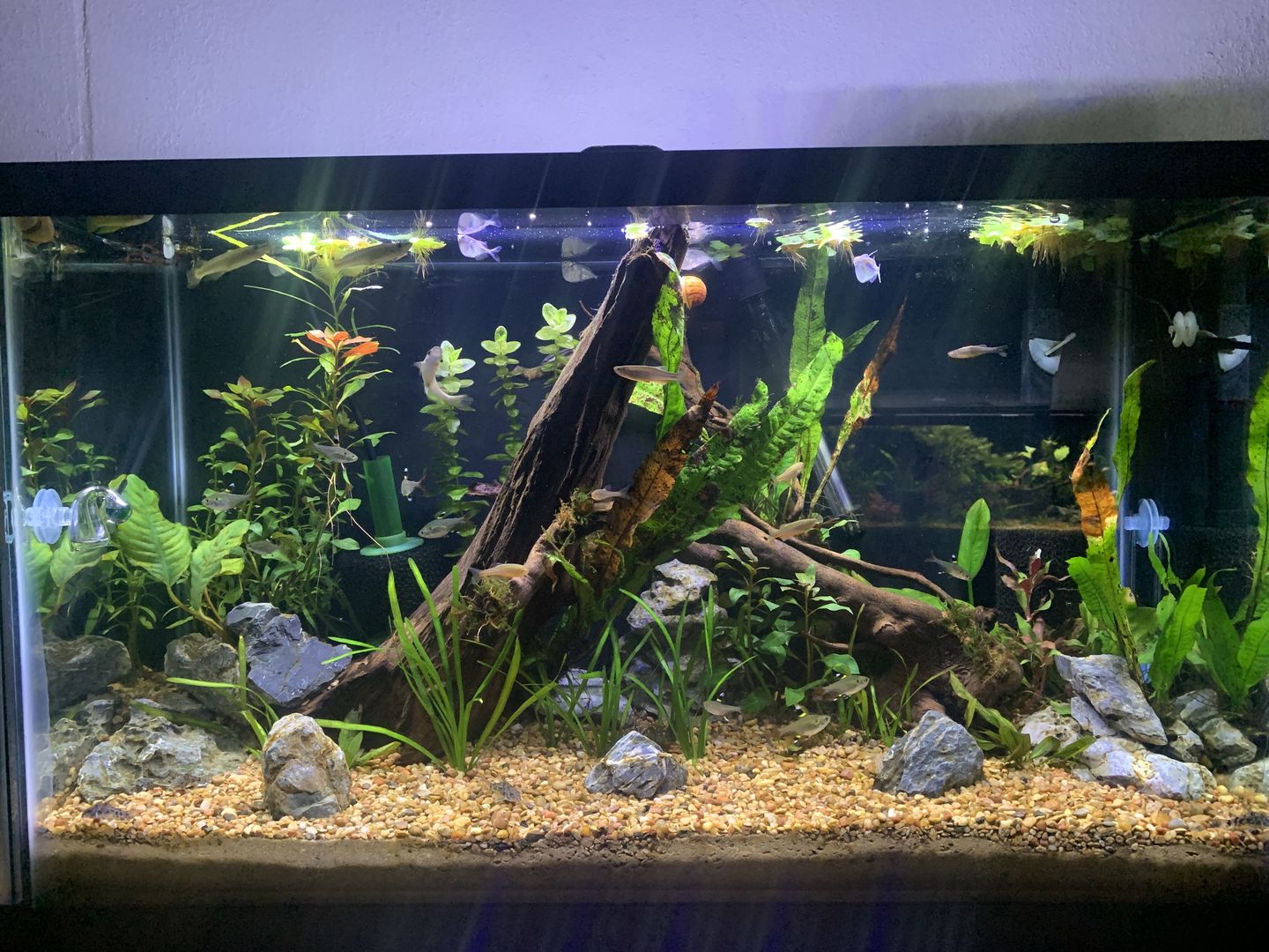 Customer photo review of Seachem Purigen
