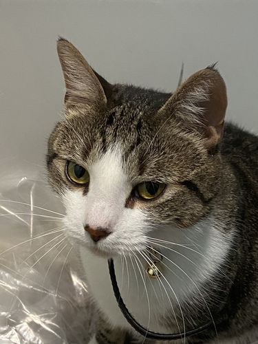 Customer photo review of Deluxe Bonsai Tree Grow Kit