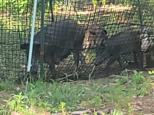 Customer photo review of Pig Brig Trap System