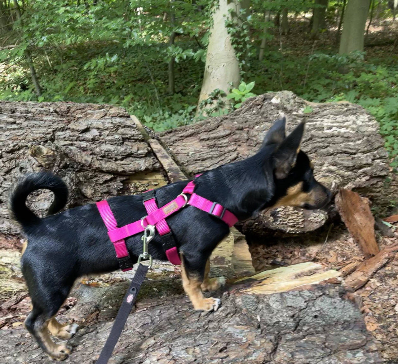 Customer photo review of COMFORT Panikgeschirr