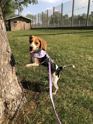 Customer photo review of Yogwear Harness Set - Lilac
