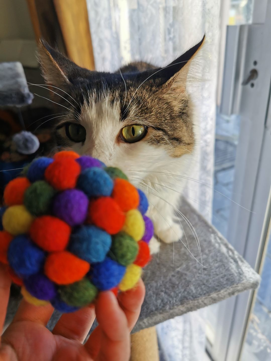 Customer photo review of Felt Rattle Ball for Cats