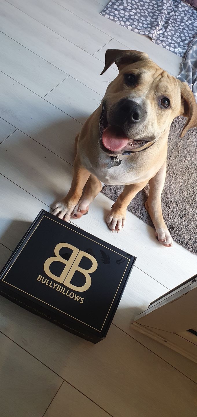 Customer photo review of 5cm Combat® Collar | Rated Clip - NO HANDLE - Light Blue v2.0