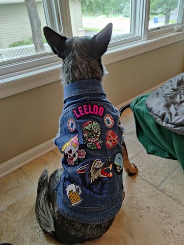 dog battle jacket