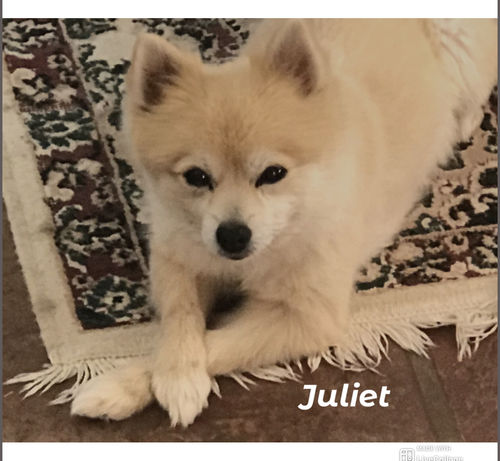 Customer photo review of Your Advanced Custom Diamond Painting Kit - Premium Quality