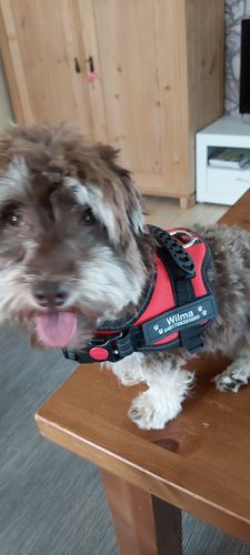 Customer photo review of Pfotenlove - Personalisiertes Anti-Zug Sicherheitsgeschirr – Premium Ausgabe