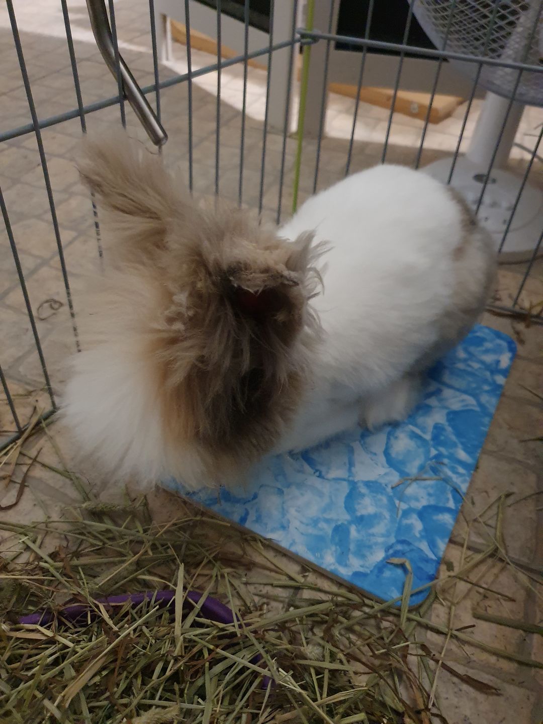 Customer photo review of Burgess Excel Adult Rabbit Nuggets with Oregano 2kgs