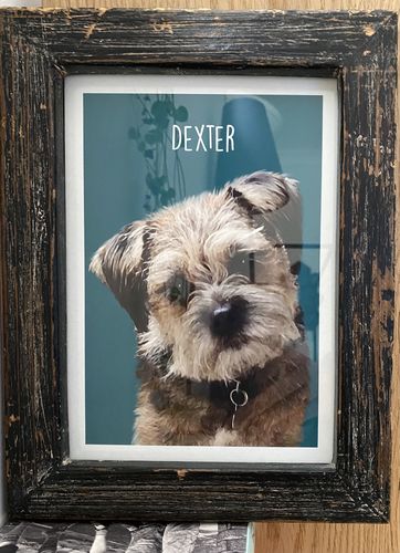 Customer photo review of Classic - Custom Pet Portrait