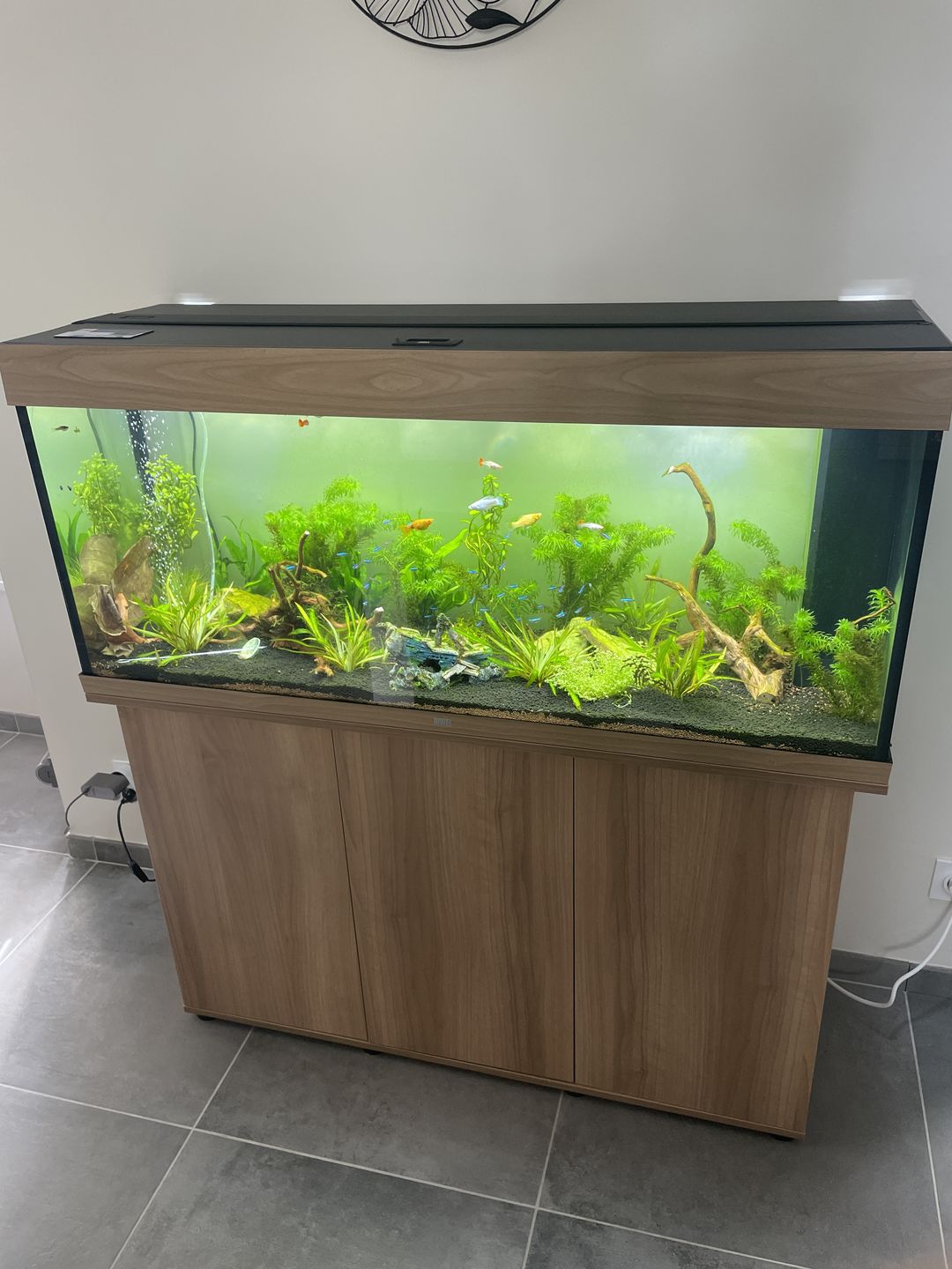 Customer photo review of Aquarium Rio 240 LED Chêne Équipé JUWEL - 240L
