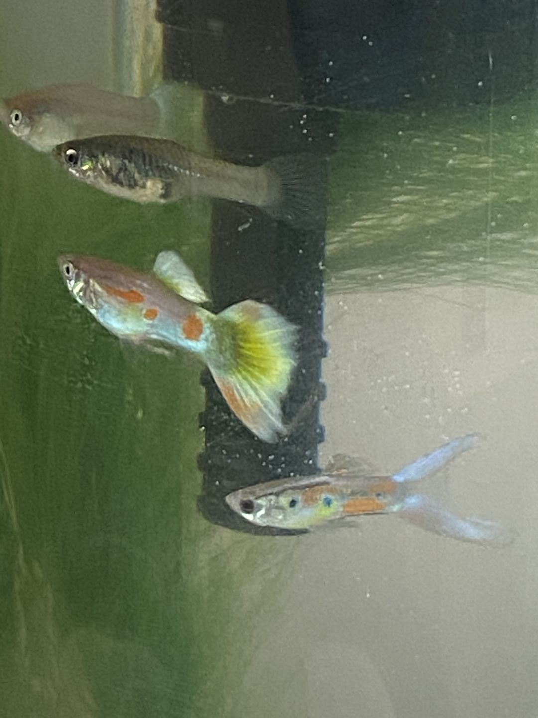 Customer photo review of Xtreme Krill Flakes
