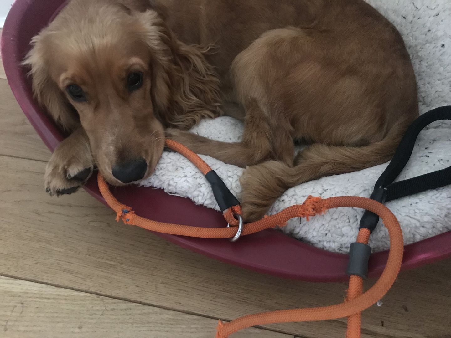 Customer photo review of Slip Lead | Anti-Pull & Anti-Choking Training Lead - Orange
