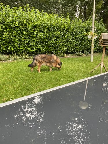 Kundenbewertung mit Foto zu BELISY > Gelenk Komplex < Gelenktabletten für Hunde & Katzen - 100 Tabletten