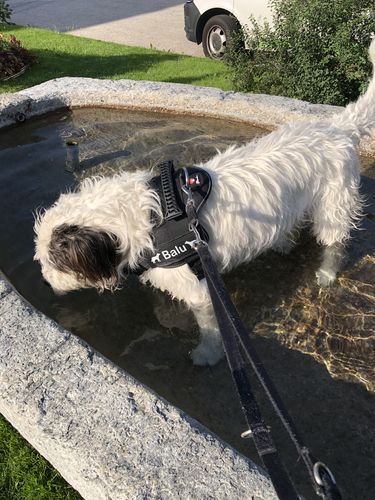 Customer photo review of Pfotenlove - Personalisiertes Anti-Zug Sicherheitsgeschirr – Premium Ausgabe