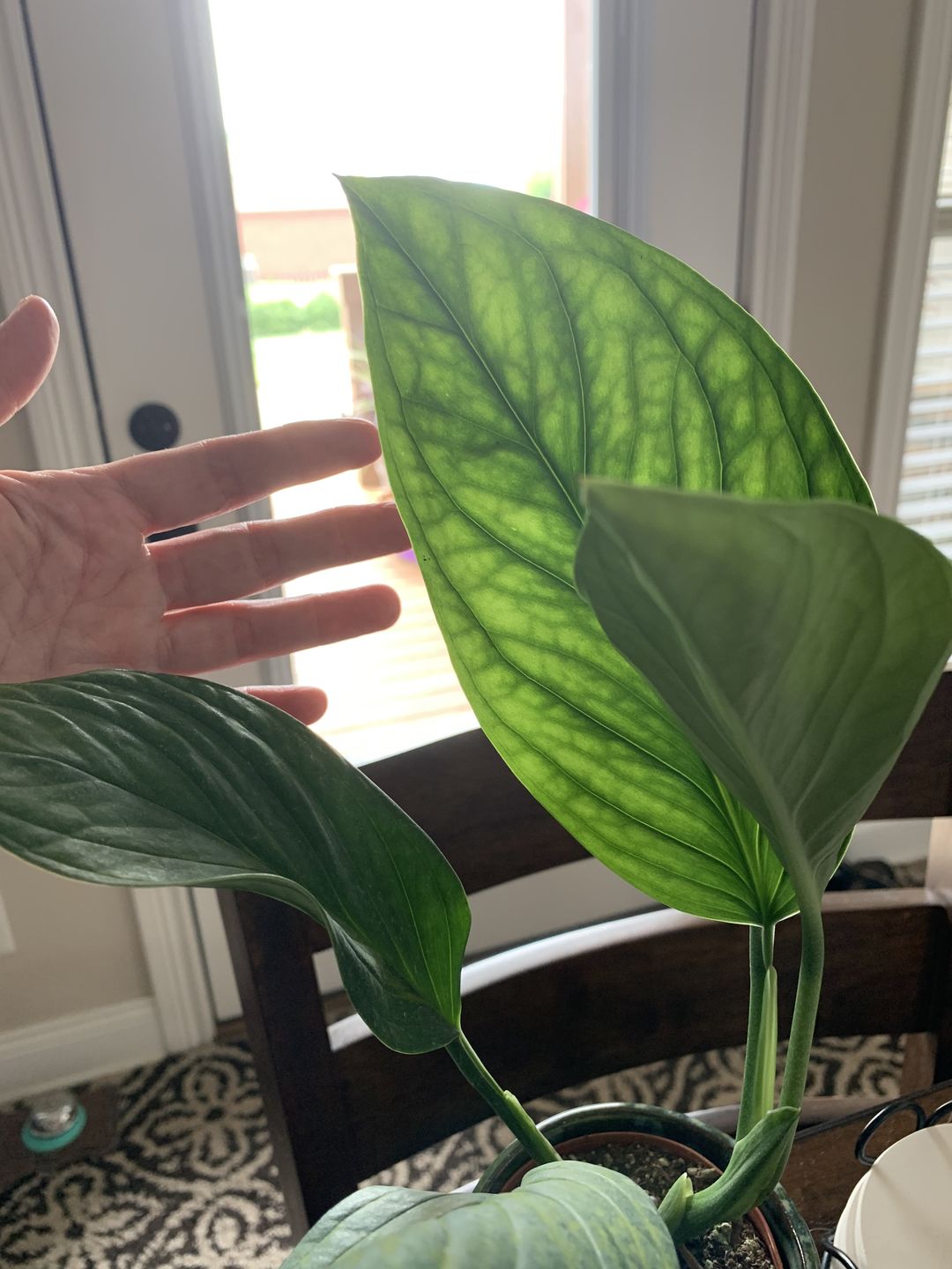 Customer photo review of 3" Monstera pinnatipartita