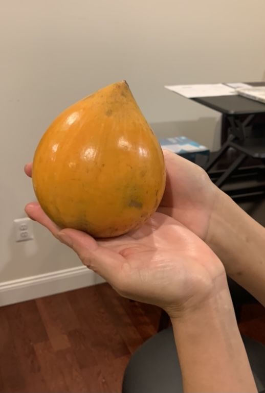 Customer photo review of Eggfruit (Canistel) Box