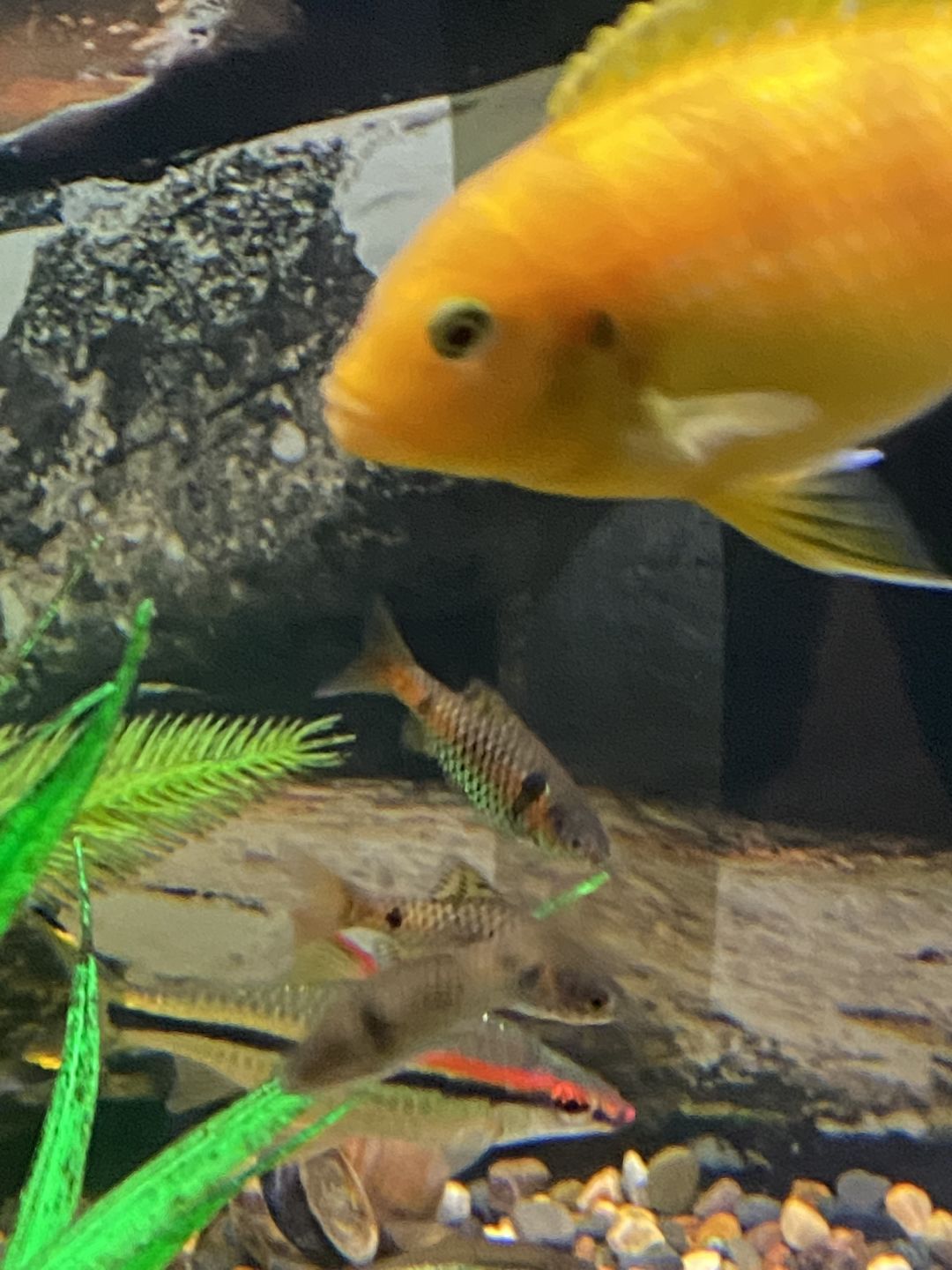 Customer photo review of Xtreme Krill Flakes