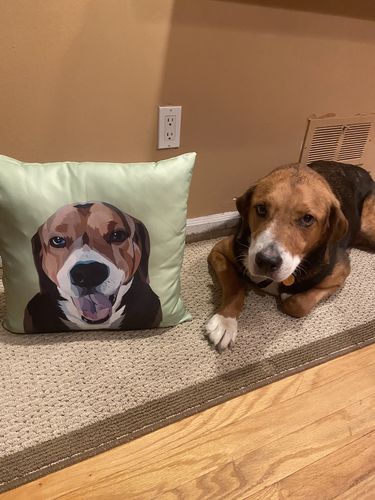 Customer photo review of Custom Pet Couch Pillow with Cover