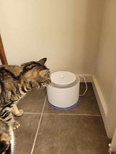 Customer photo review of Furrytail Clear Drinking Cat Filtered Water Fountain 2L -Pre Order