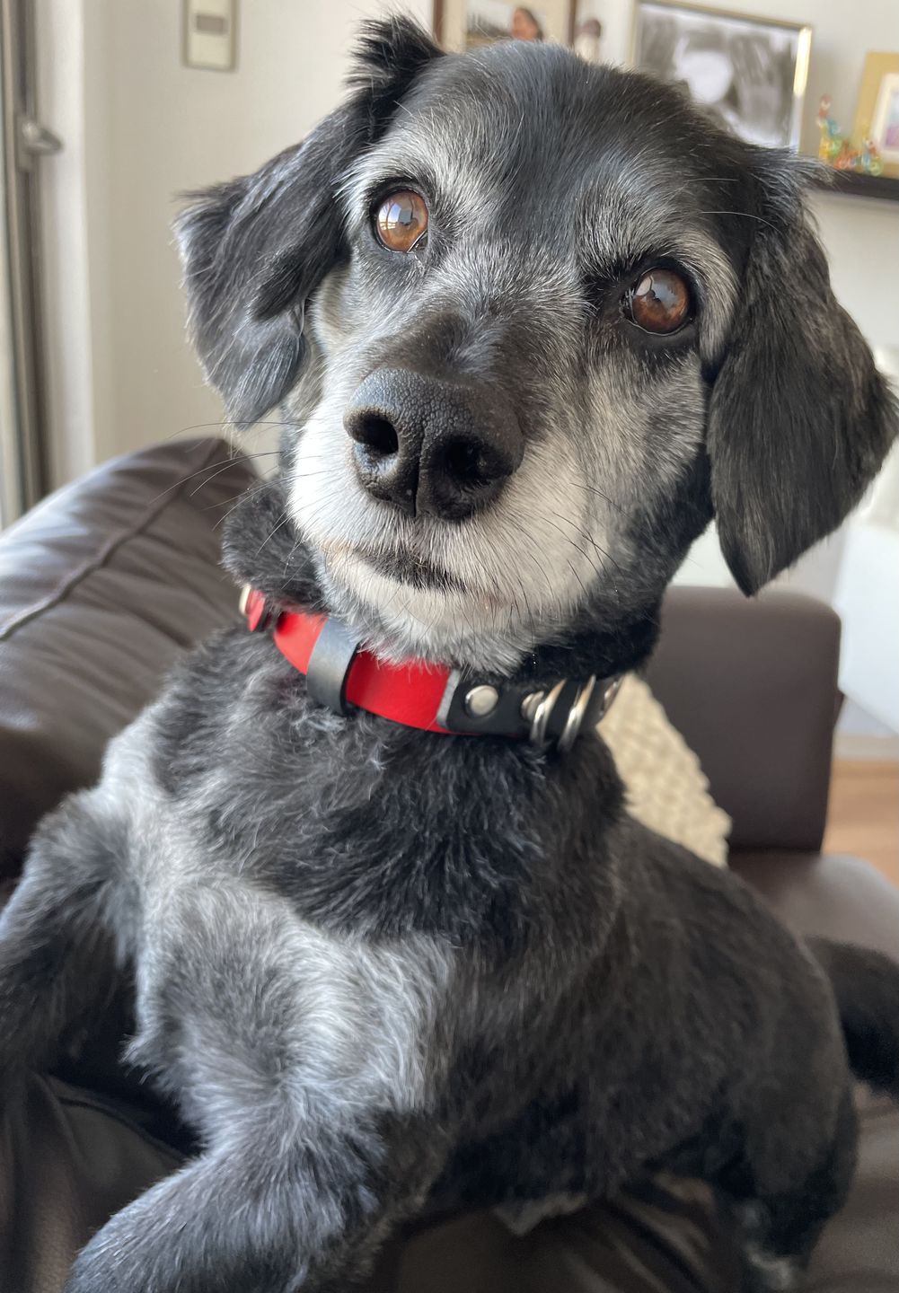 Customer photo review of Collar Duke Rojo/Negro