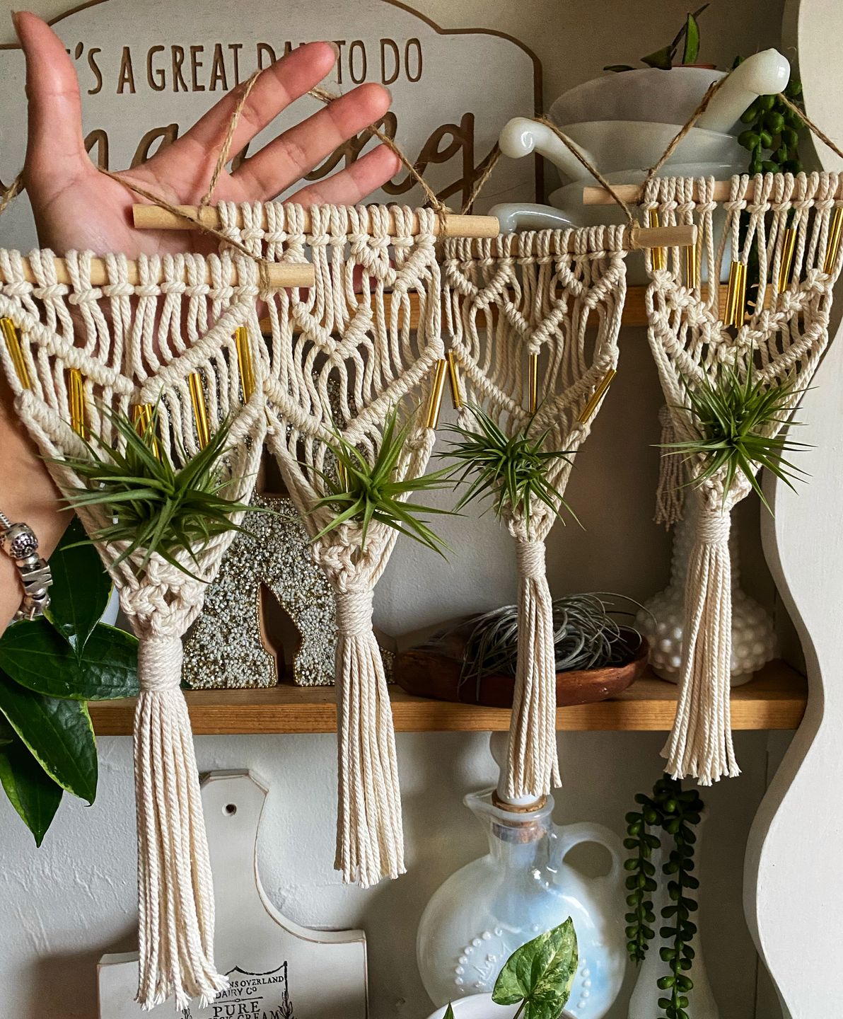 Customer photo review of Wholesale Aeranthos 2”-4”  (Minimum Order 10)