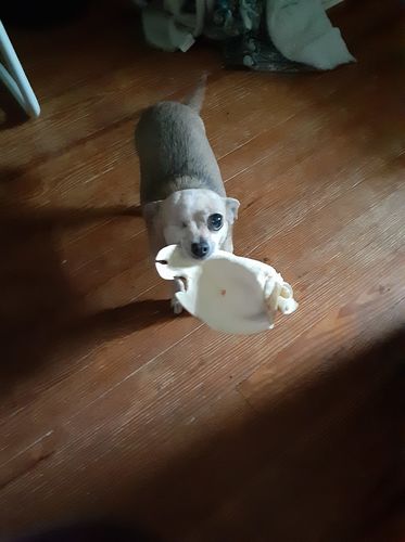 Customer photo review of Cow Ears