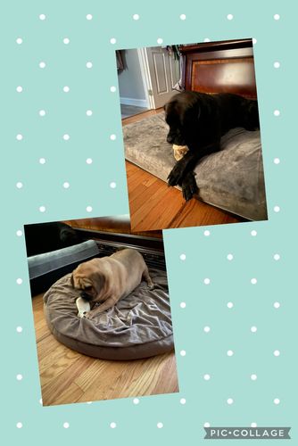 Customer photo review of Cow Ears