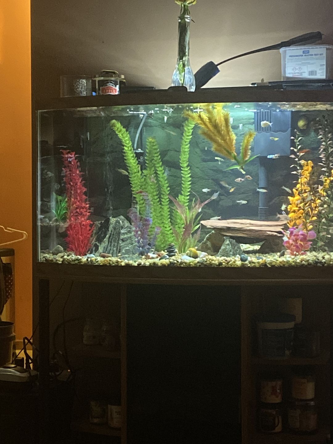 Customer photo review of Xtreme Scrapers (Algae Wafers)