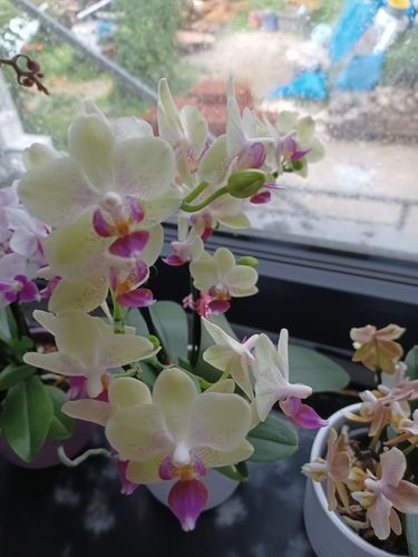 Customer photo review of Table Dance - Sunny mit gelben Blüten und 3+ Blütenrispen