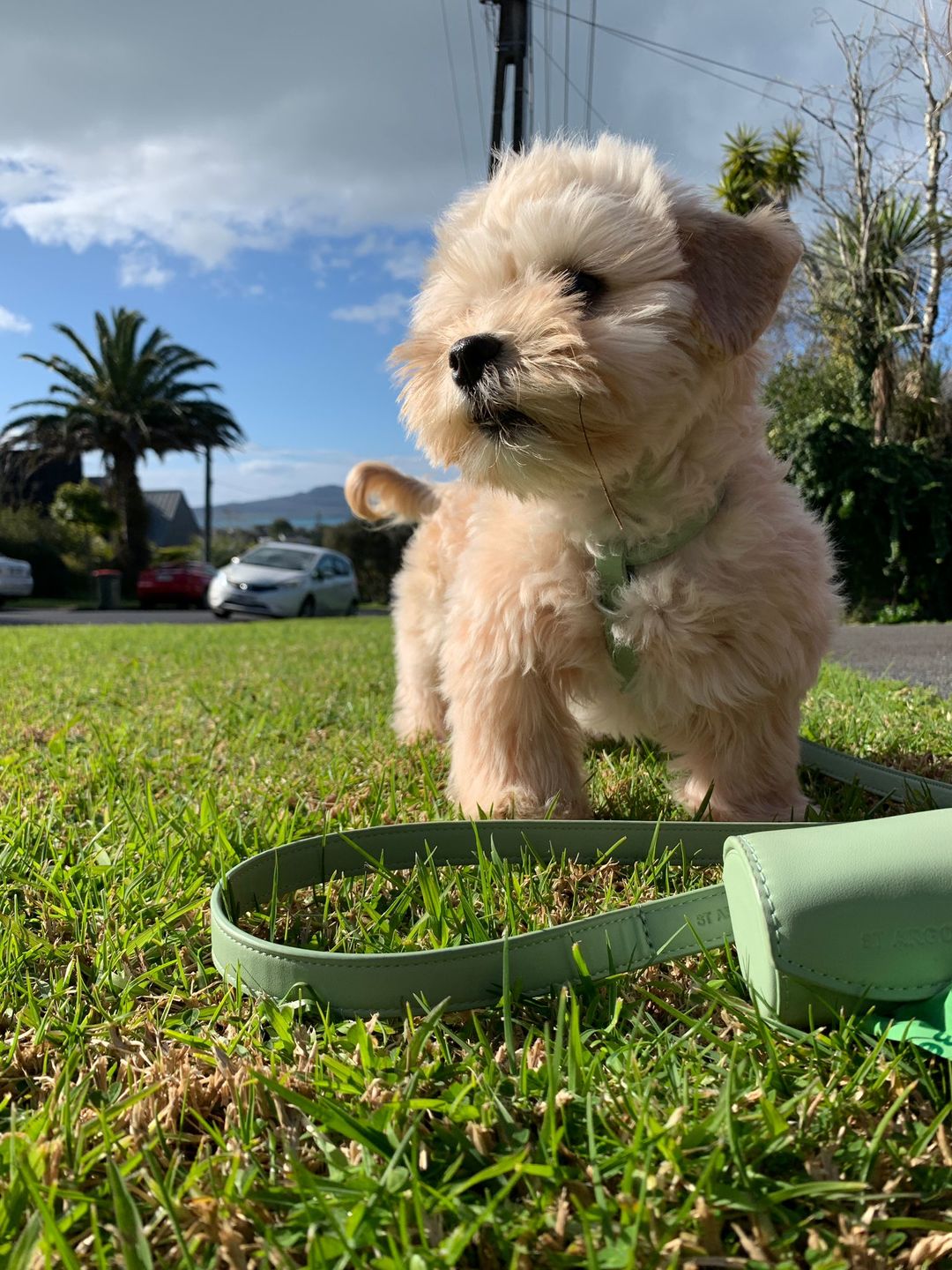 Customer photo review of HARNESS - Sage