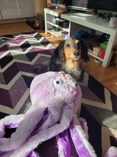 Customer photo review of Gor Reef BIG Daddy Octopus