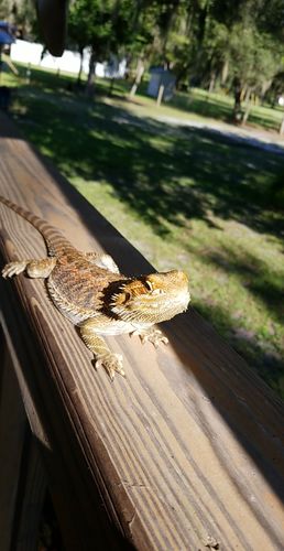 Customer photo review of GrubTerra Fresh Black Soldier Fly Larvae for Reptiles