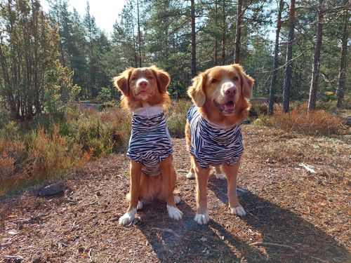 Customer photo review of UV & Bug Shirt - Repeltec for Dogs