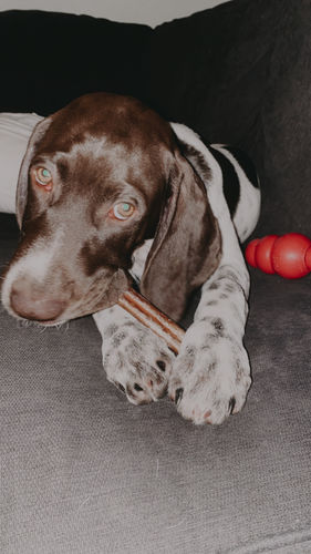 Customer photo review of 6 Inch Standard Bully Sticks