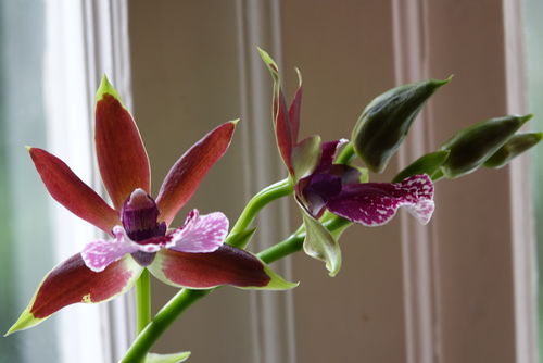 Customer photo review of Zygopetalum Louisendorf mit lila Blüten und 1 Stiel